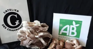 atelier champigon atelier champigon