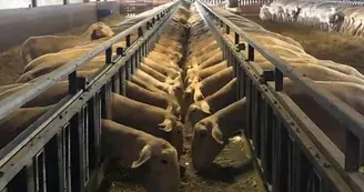 Visite à la ferme Chez Audrey et Thierry