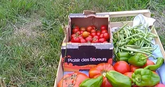 des lys a la ferme légumes