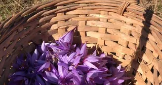 Mademoiselle-Safran-panier