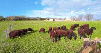 viande, ferme de Mailho Blanc, Boulogne sur Gesse (3) viande, ferme de Mailho Blanc, Boulogne sur Gesse (3)