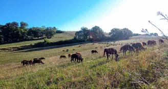 viande, ferme de Mailho Blanc, Boulogne sur Gesse (3) viande, ferme de Mailho Blanc, Boulogne sur Gesse (3)