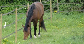haras du cap