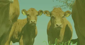 vache