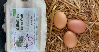 Ferme Plumoc Aurignac - oeufs (2) Ferme Plumoc Aurignac - oeufs (2)