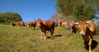 Vaches Limousines Vaches Limousines