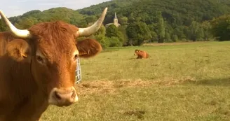 Vaches Limousines Vaches Limousines