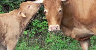 Vaches Limousines Vaches Limousines