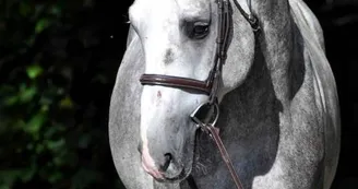 Chambres d'hôtes en Argonne, élevage de chevaux, sentiers de randonnée - Grandpré - Ardennes