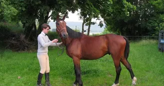 Chambres d'hôtes en Argonne, élevage de chevaux, sentiers de randonnée - Grandpré - Ardennes