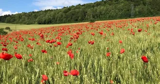 Chambres d'hôtes en Argonne, élevage de chevaux, sentiers de randonnée - Grandpré - Ardennes