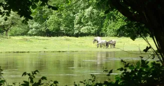 chevaux