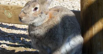 PARC ANIMALIER- LE VALLON DES KANGOUROUS