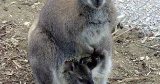 PARC ANIMALIER- LE VALLON DES KANGOUROUS