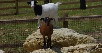 PARC ANIMALIER- LE VALLON DES KANGOUROUS