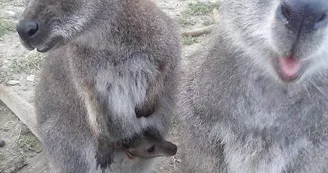 PARC ANIMALIER- LE VALLON DES KANGOUROUS