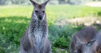 PARC ANIMALIER- LE VALLON DES KANGOUROUS