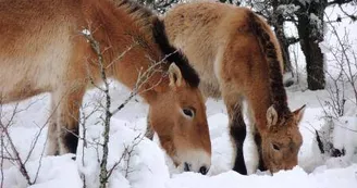 ASSOCIATION TAKH - CHEVAUX DE PRZEWALSKI