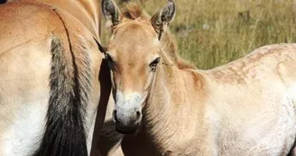 ASSOCIATION TAKH - CHEVAUX DE PRZEWALSKI