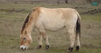 ASSOCIATION TAKH - CHEVAUX DE PRZEWALSKI