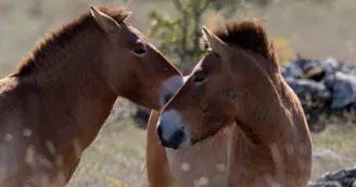 ASSOCIATION TAKH - CHEVAUX DE PRZEWALSKI