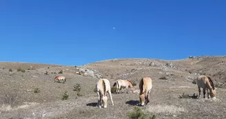 ASSOCIATION TAKH - CHEVAUX DE PRZEWALSKI