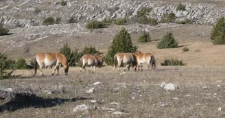 ASSOCIATION TAKH - CHEVAUX DE PRZEWALSKI