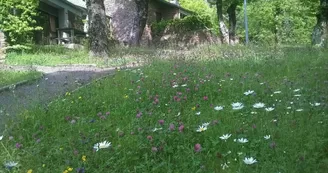 Petites fleurs