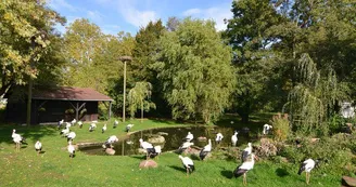 Le parc à cigognes
