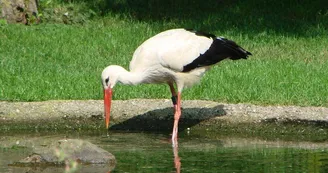 Parc à Cigognes de Cernay