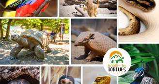 Animaux de la Vallée des tortues
