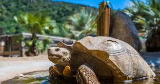 Tortue Sillonnée