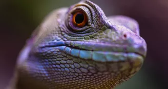 Basilic