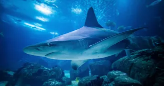 requin gris
