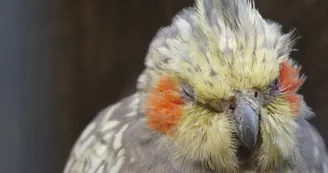 oiseau