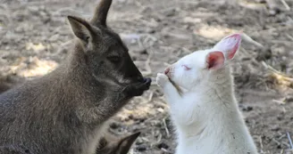 wallaby