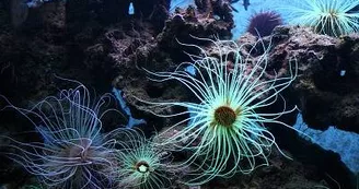 400-anemones_800 400-anemones_800