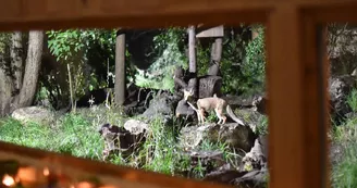 Les Animaux et Marino