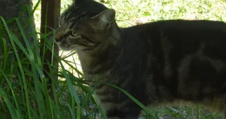 La Souste de Jean Chat La Souste de Jean Chat