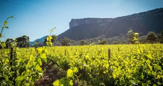 Domaine de Villeneuve