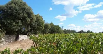 Jean Mas de Farjou 2013 (3)