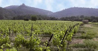 Jean Mas de Farjou 2013 (3)