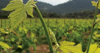 Jean Mas de Farjou 2013 (3)