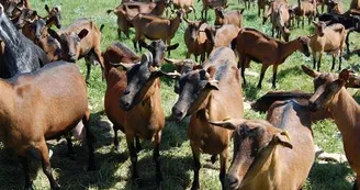 Foulquier la Ferme des Garrigues 1 Foulquier la Ferme des Garrigues 1