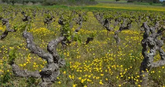 CHATEAU MONTEL 4 CHATEAU MONTEL 4