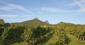 Héritage du Pic Saint-Loup - Domaine viticole Héritage du Pic Saint-Loup - Domaine viticole