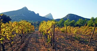 Héritage du Pic Saint-Loup - Domaine viticole Héritage du Pic Saint-Loup - Domaine viticole