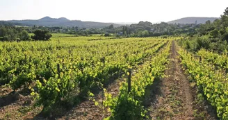 Héritage du Pic Saint-Loup - Domaine viticole Héritage du Pic Saint-Loup - Domaine viticole