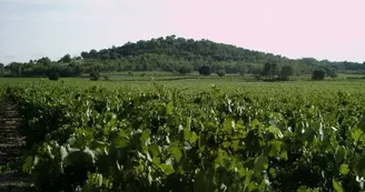 COU022 COU022