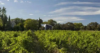 CHATEAUFLAUGERGUES_VITICOLE_OTM_TSF_1 CHATEAUFLAUGERGUES_VITICOLE_OTM_TSF_1